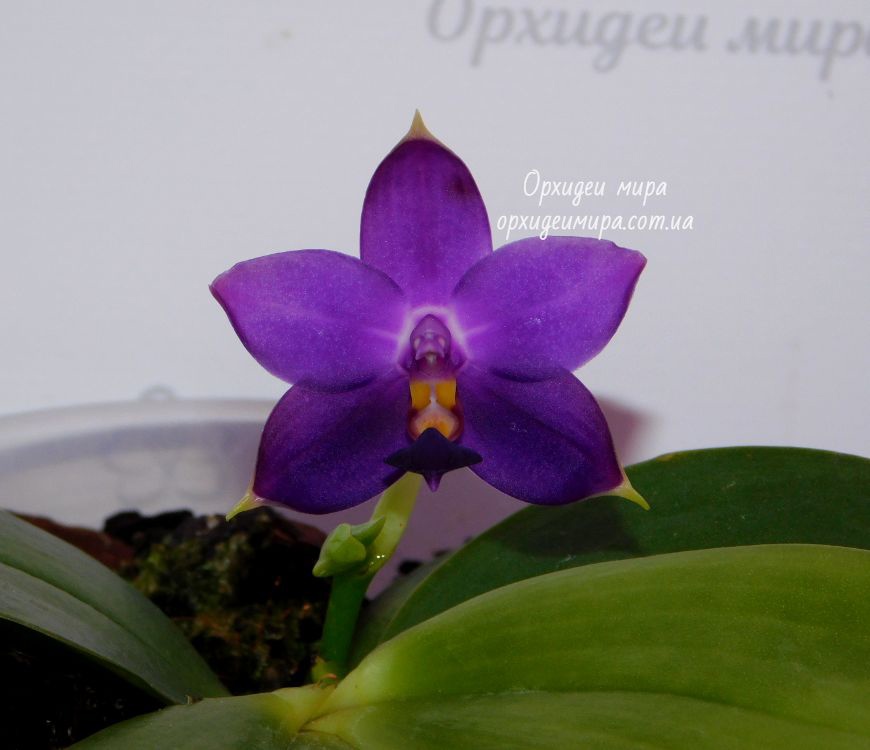 Голубая натуральная орхидея